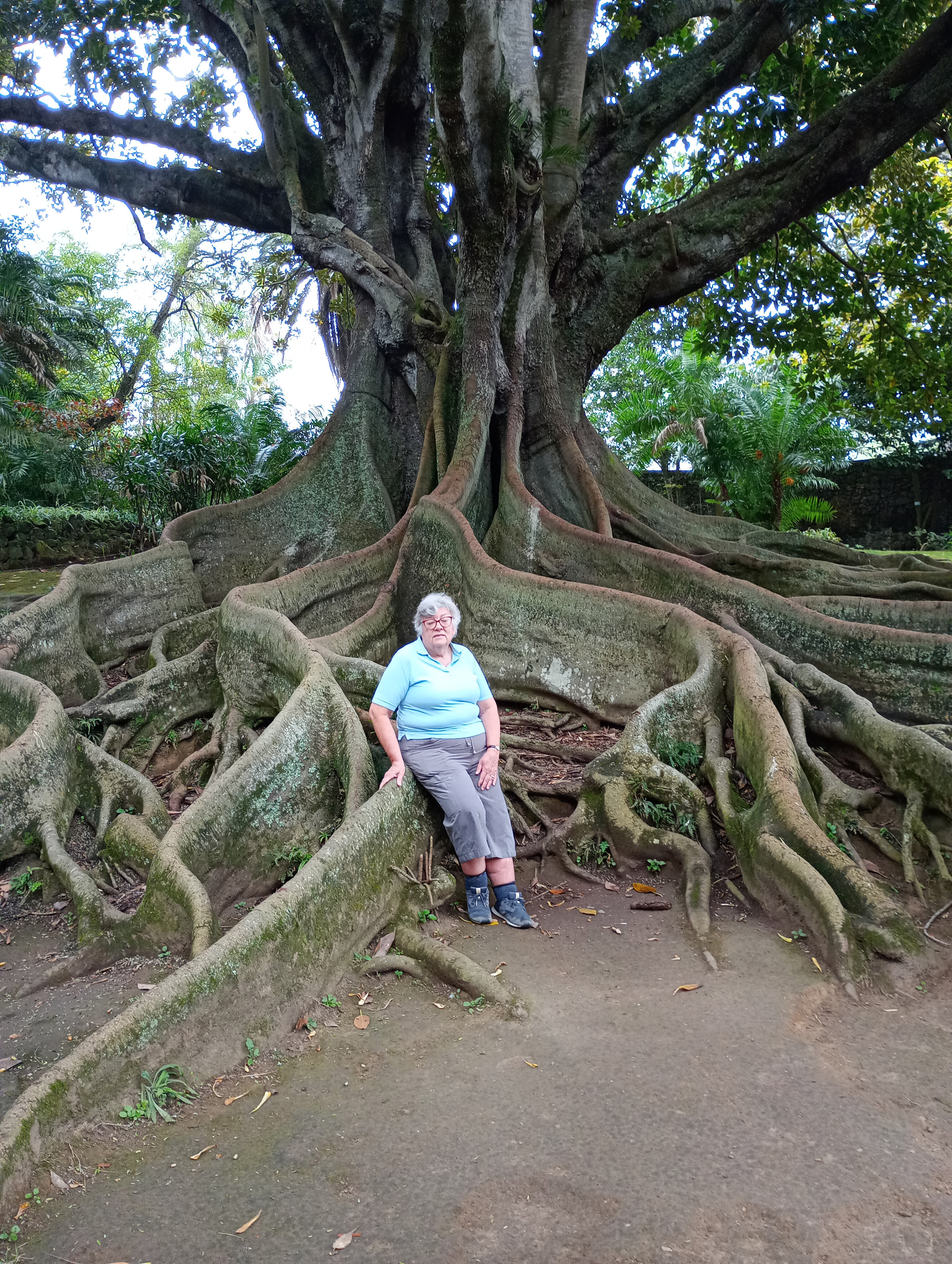 Anne with Moreton Bay Fig Tree, Ponta Del Garda, Azores